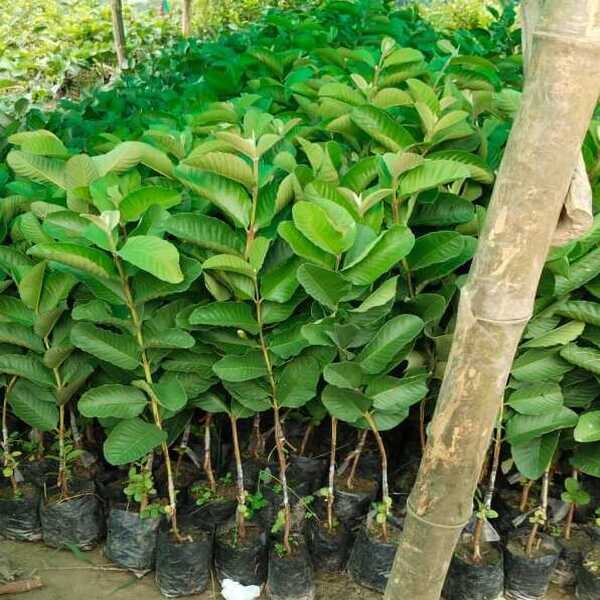 Root Setup