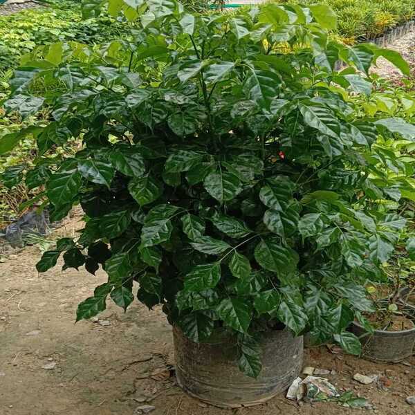 Red Machira Plant