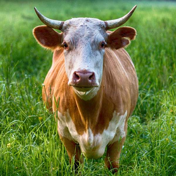 Cattle