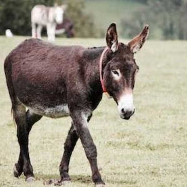 Donkey